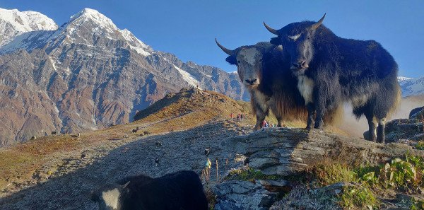 Mardi Himal Trek